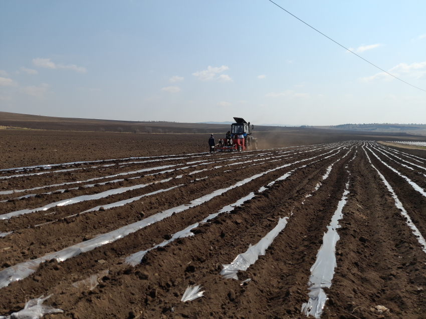 ​Хозяйства Забайкалья приступили к посадке картофеля